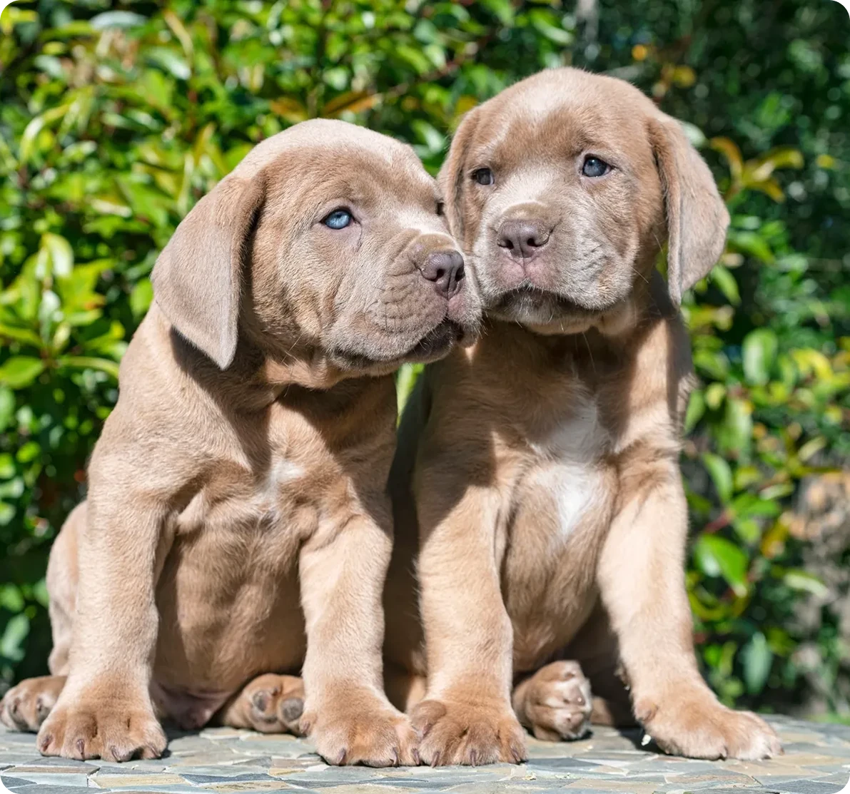 Two puppies sitting outdoors on a bench.